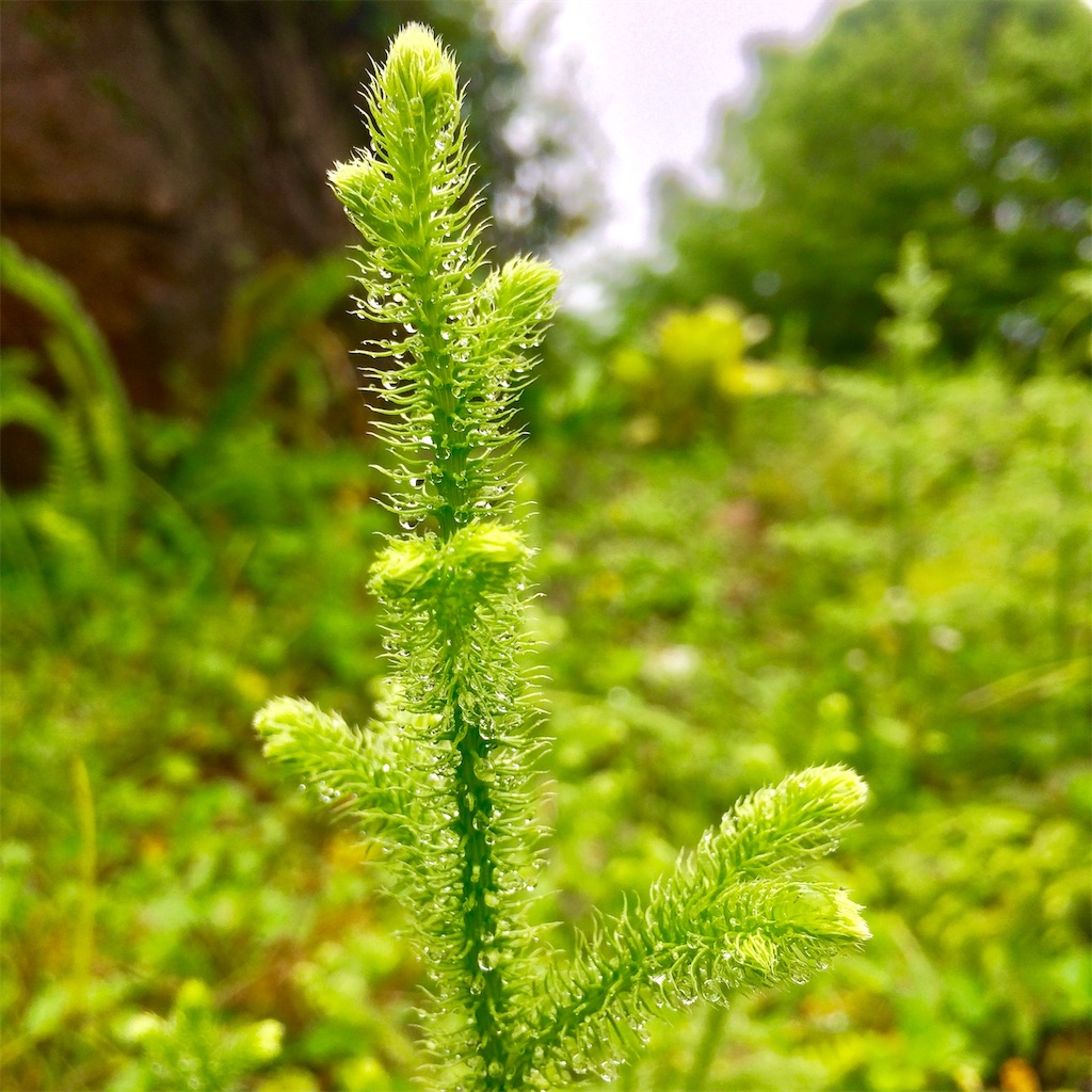 f:id:healingdrum:20190619155715j:image