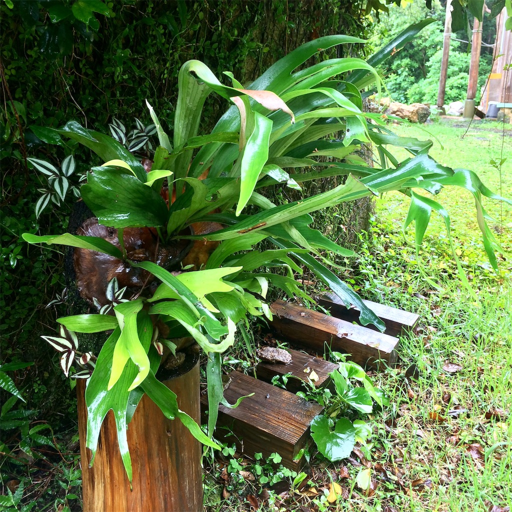 f:id:healingdrum:20190619155938j:image