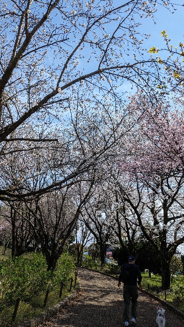 f:id:healingplaces423:20240414065153j:image f:id:healingplaces423:20240414065153j:image