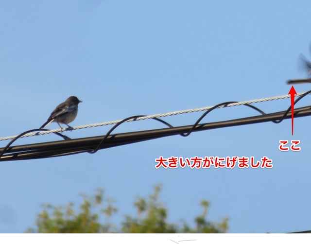 f:id:healsion:20200414220933j:plain