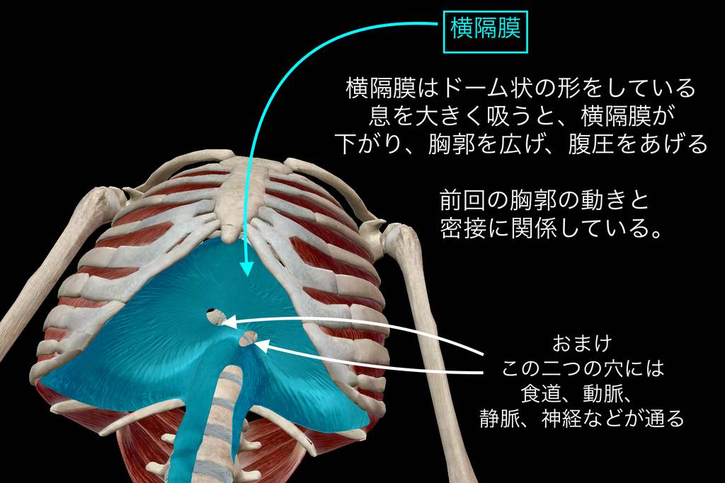 ベンチプレス 肩の負担を減らす 重要な 胸郭 横隔膜 の動きとは トレーニング強化書 ベンチプレス 肩の負担を減らす 重要な 胸郭 横隔膜 の動きとは トレーニング強化書