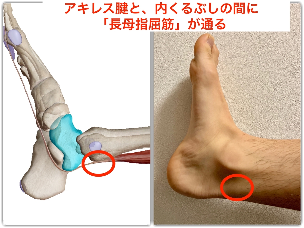 足首が硬い 原因を取り除く 距骨 への ストレッチとマッサージ とは トレーニング強化書 足首が硬い 原因を取り除く 距骨 への ストレッチとマッサージ とは トレーニング強化書