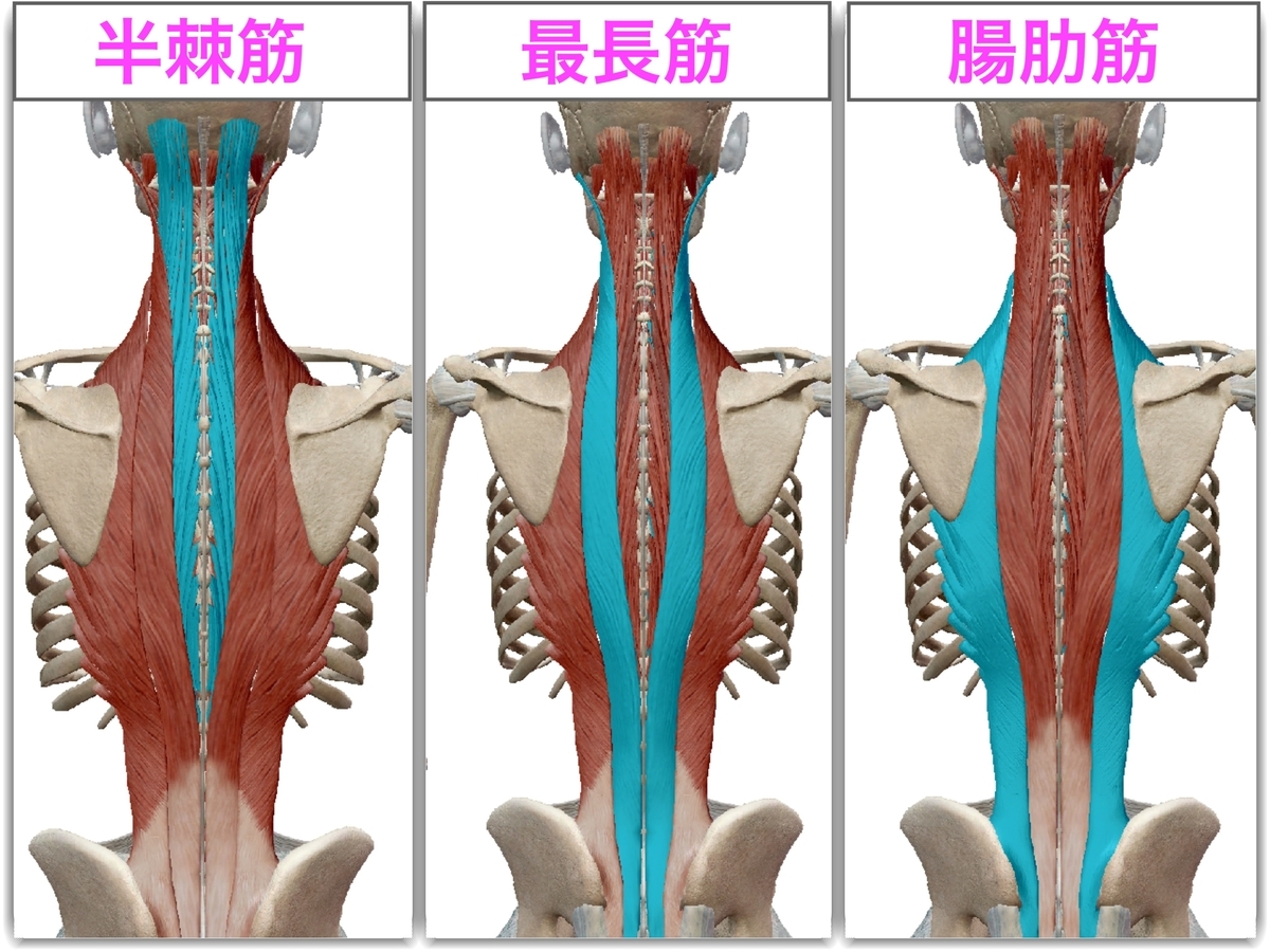 脊柱起立筋 腰 背中の痛みと 体幹部の動きを改善するストレッチ方法とは トレーニング強化書 脊柱起立筋 腰 背中の痛みと 体幹部の動きを改善するストレッチ方法とは トレーニング強化書