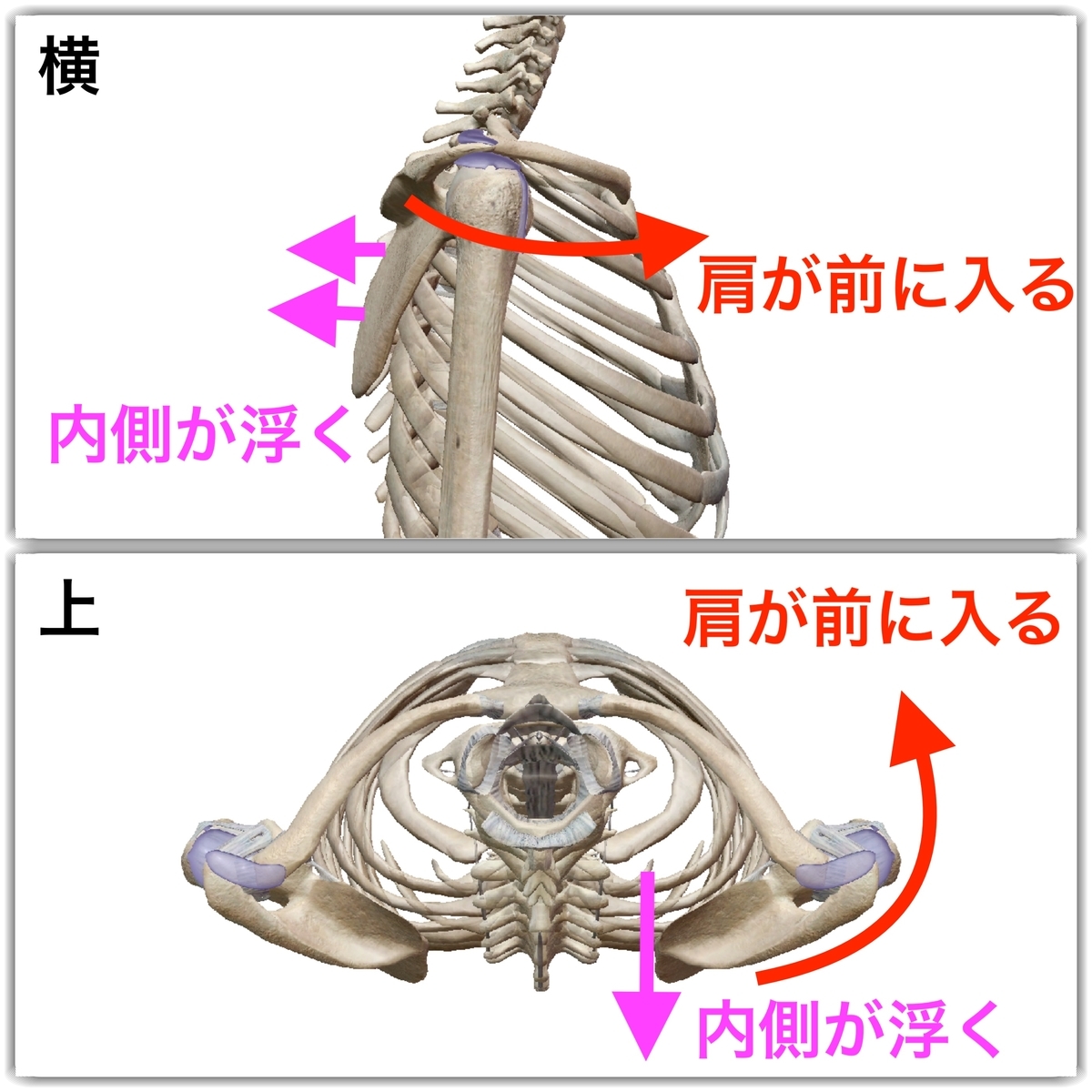 f:id:health--life:20190521162556j:plain