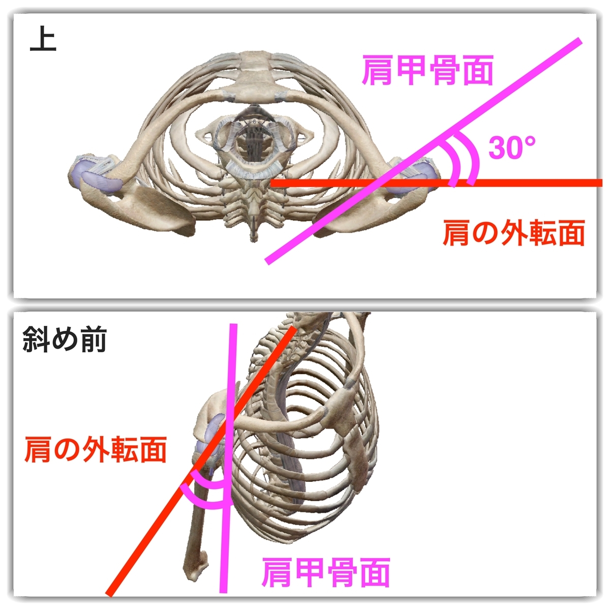 f:id:health--life:20190524162640j:plain