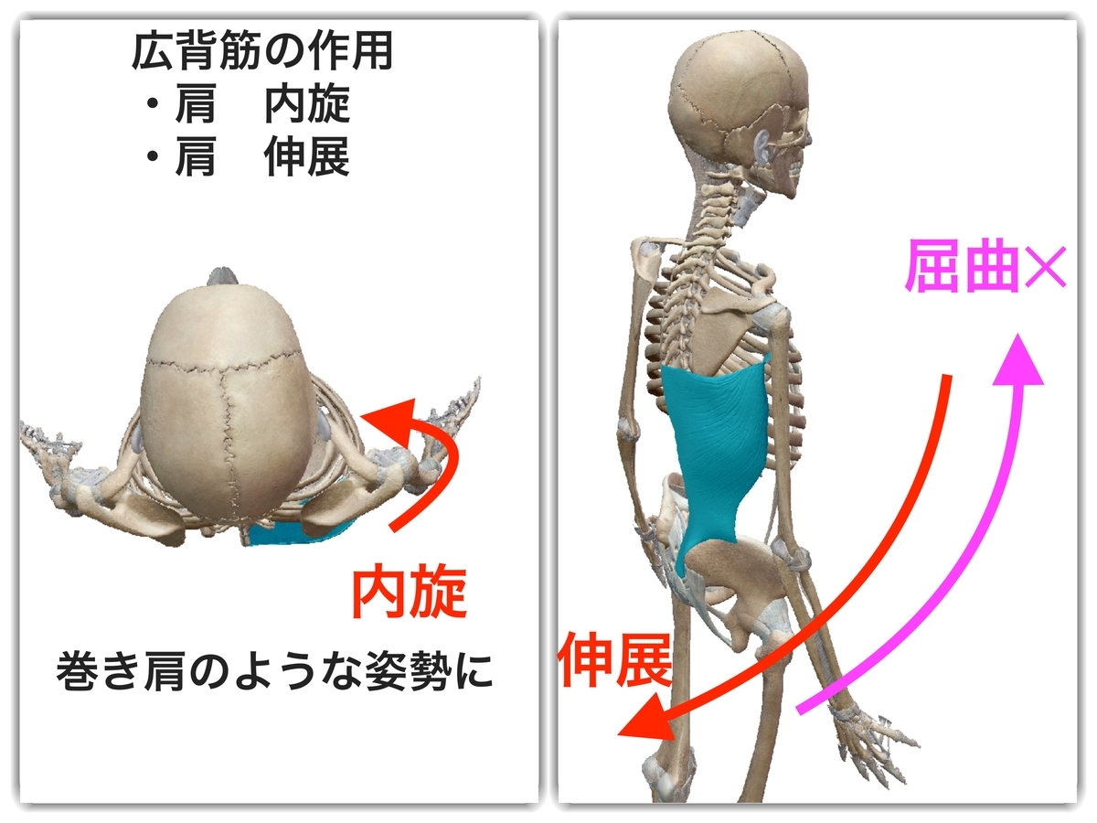 f:id:health--life:20190527123025j:plain