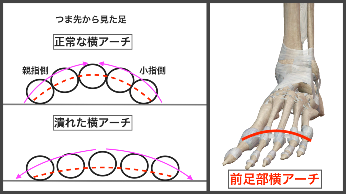 f:id:health--life:20191203134003p:plain f:id:health--life:20191203134003p:plain
