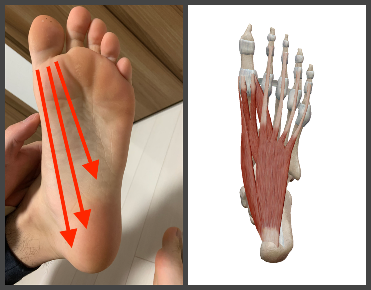 f:id:health--life:20191203152425p:plain f:id:health--life:20191203152425p:plain