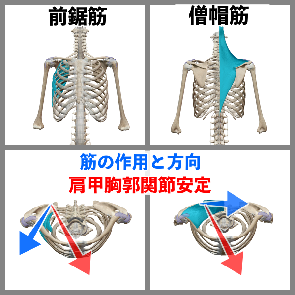 ベンチプレス 肩の怪我を防ぐために必要な3つのトレーニング方法 トレーニング強化書