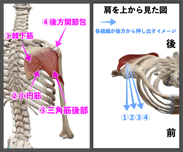 f:id:health--life:20210116193910p:plain