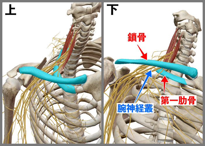 f:id:health--life:20210522135437p:plain