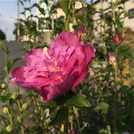 f:id:heartandhand:20180730103540j:image f:id:heartandhand:20180730103540j:image
