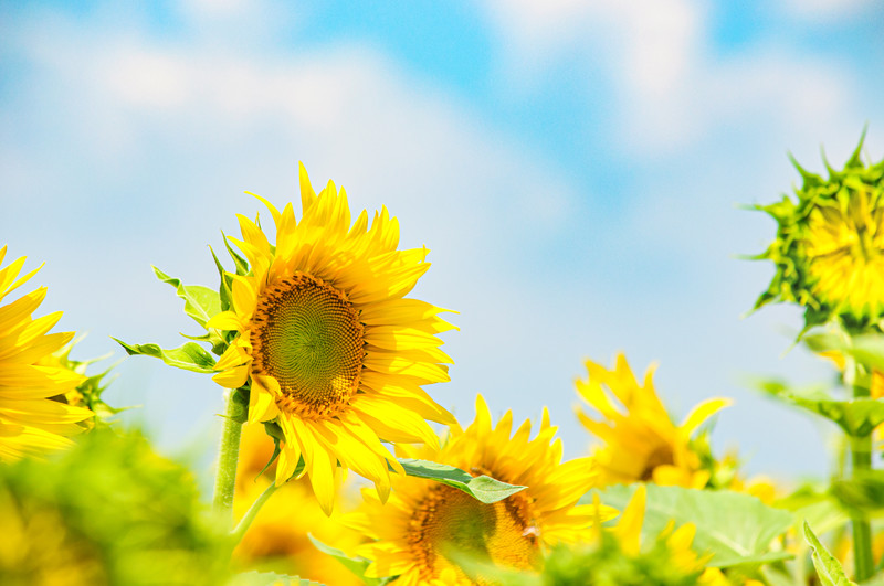 f:id:heartnavigator:20190722201358j:plain f:id:heartnavigator:20190722201358j:plain