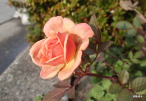 f:id:heartrose:20121219215254j:image