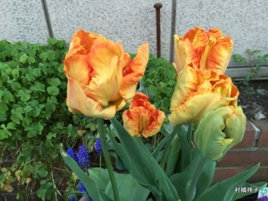 f:id:heartrose:20150423215552j:image