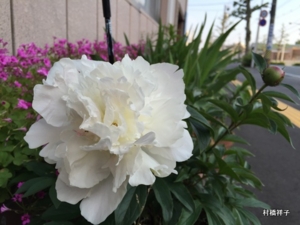 f:id:heartrose:20160521211552j:image