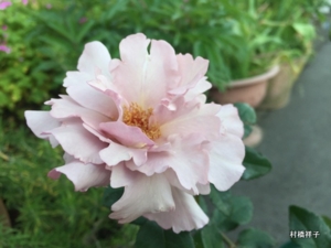 f:id:heartrose:20170519192403j:image