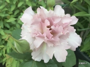 f:id:heartrose:20180512234644j:image