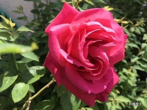 f:id:heartrose:20180514235517j:image