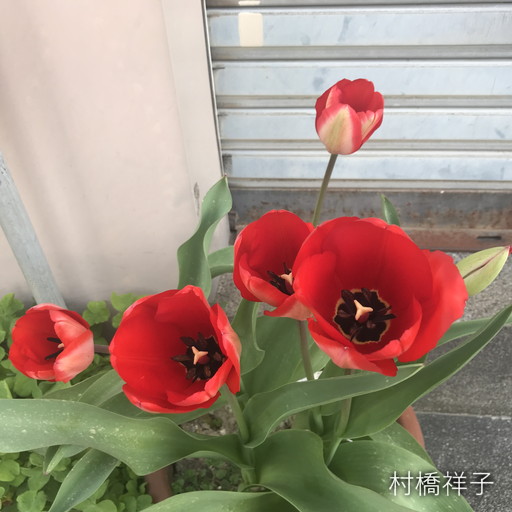 f:id:heartrose:20200405214708j:plain f:id:heartrose:20200405214708j:plain