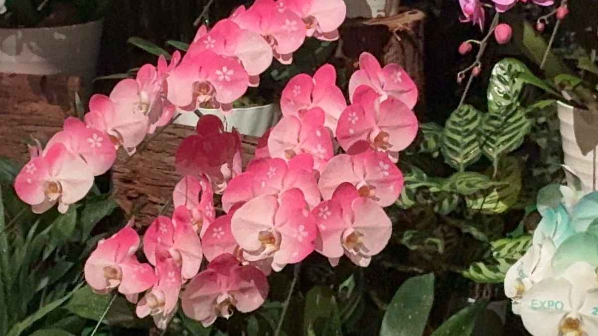 Phalaenopsis orchids in Tech World