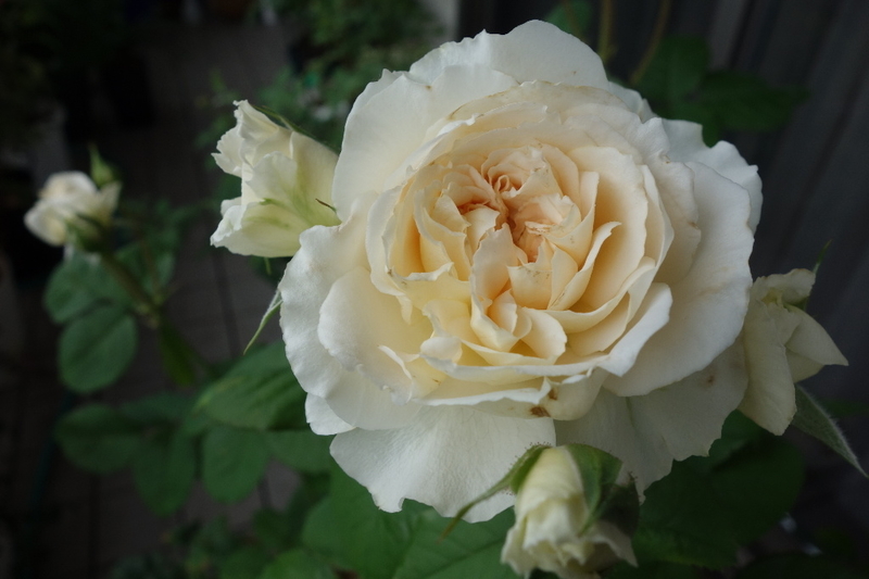 ヴェロニク ｂ開花 ギヨー ようこそ 我が家へ ヘーベリアン ラプソディ