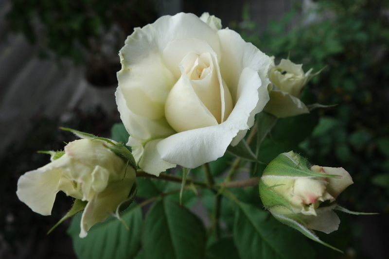 ヴェロニク ｂ開花 ギヨー ようこそ 我が家へ ヘーベリアン ラプソディ