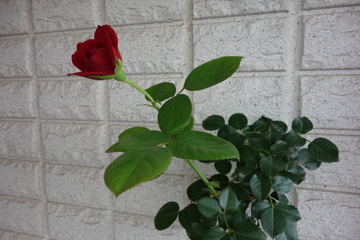 f:id:hebelian-rhapsody:20200607111701j:plain