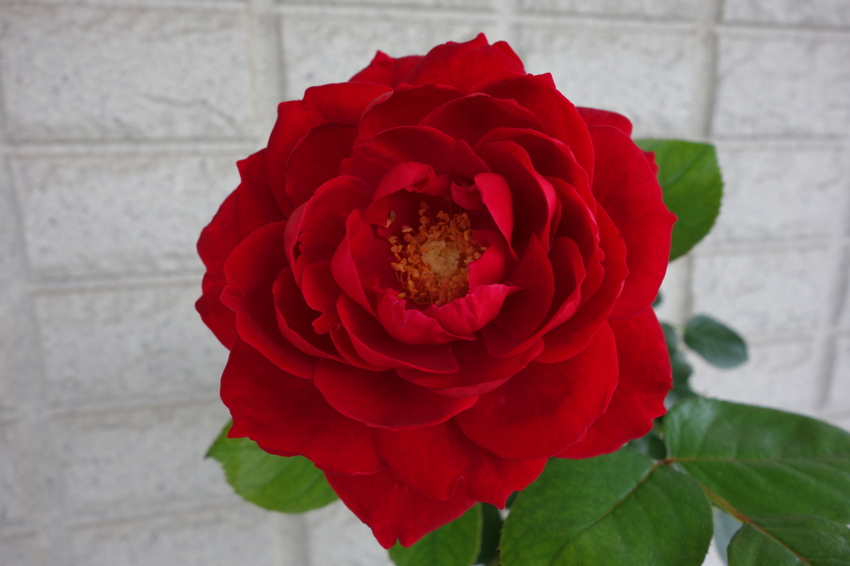 f:id:hebelian-rhapsody:20200607112518j:plain