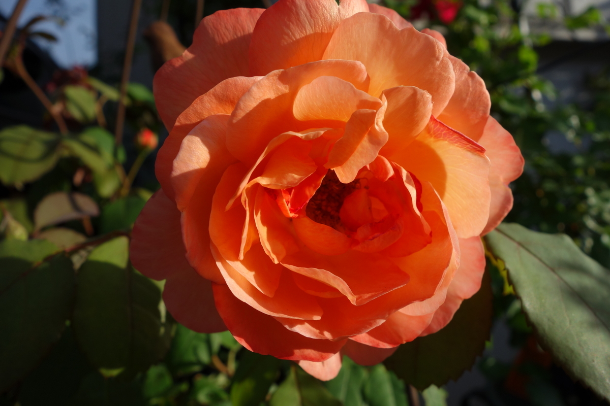 f:id:hebelian-rhapsody:20200611183454j:plain