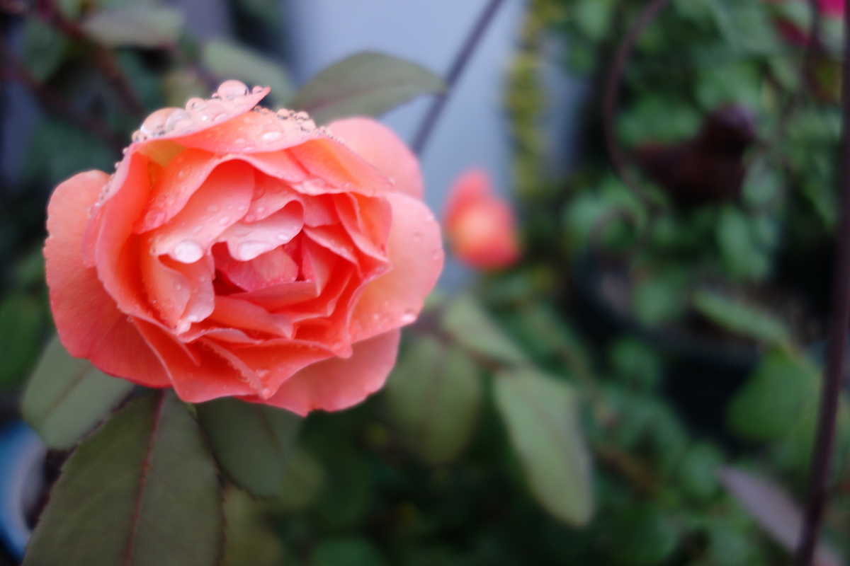 f:id:hebelian-rhapsody:20200611184540j:plain
