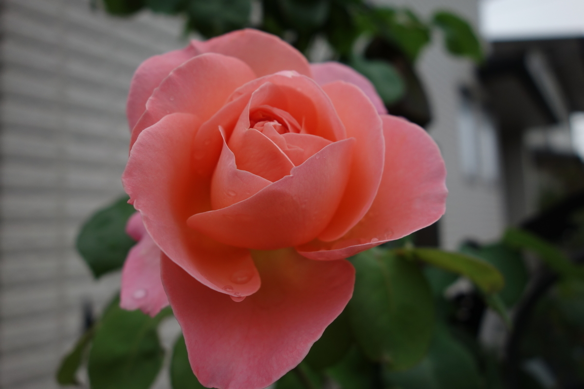 f:id:hebelian-rhapsody:20200614174702j:plain