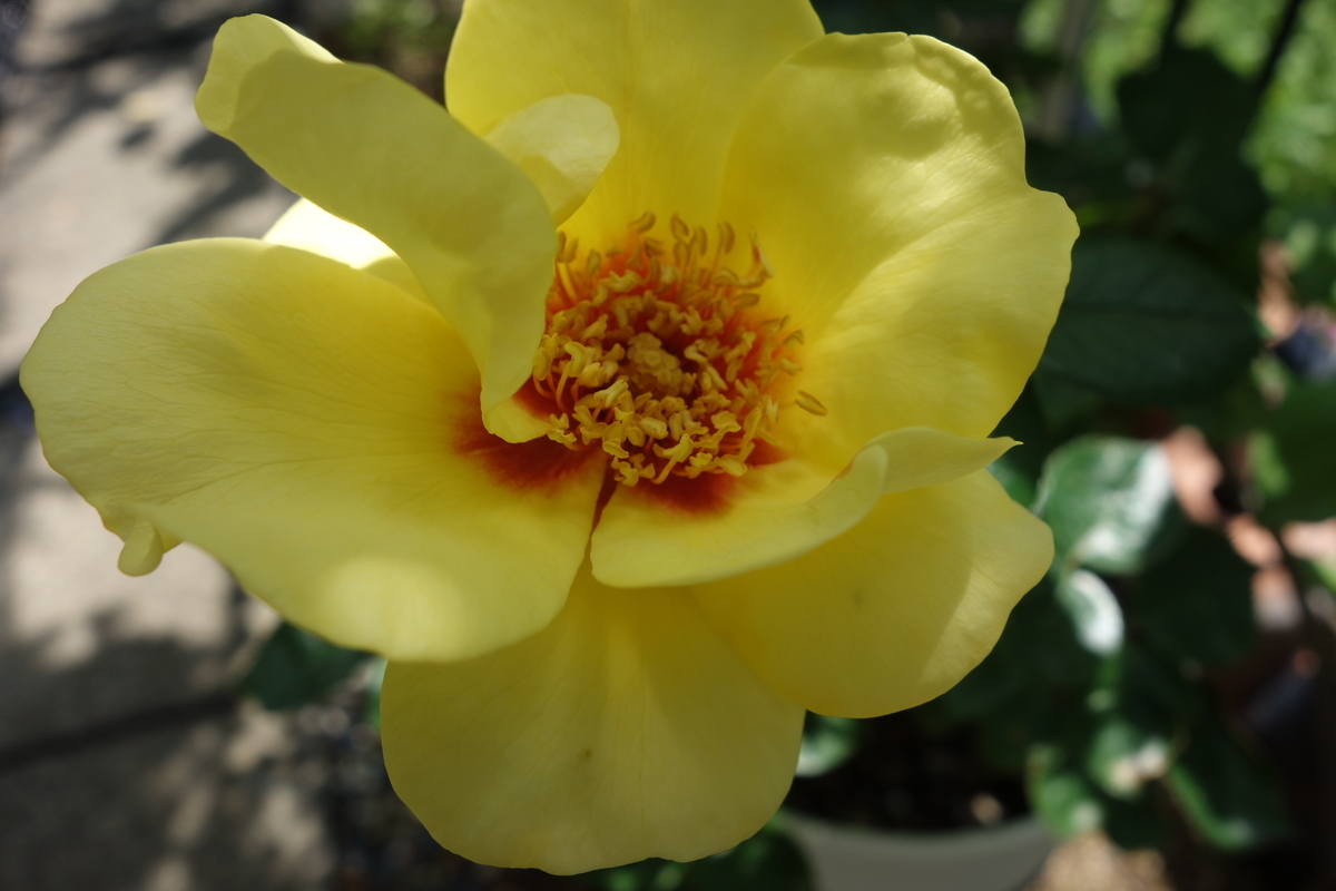 f:id:hebelian-rhapsody:20200621195551j:plain