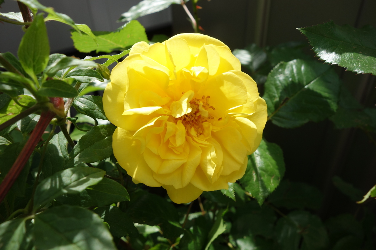 f:id:hebelian-rhapsody:20200621195652j:plain