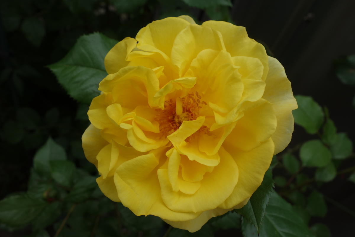 f:id:hebelian-rhapsody:20200621195734j:plain