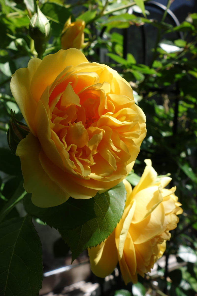 f:id:hebelian-rhapsody:20200621200726j:plain