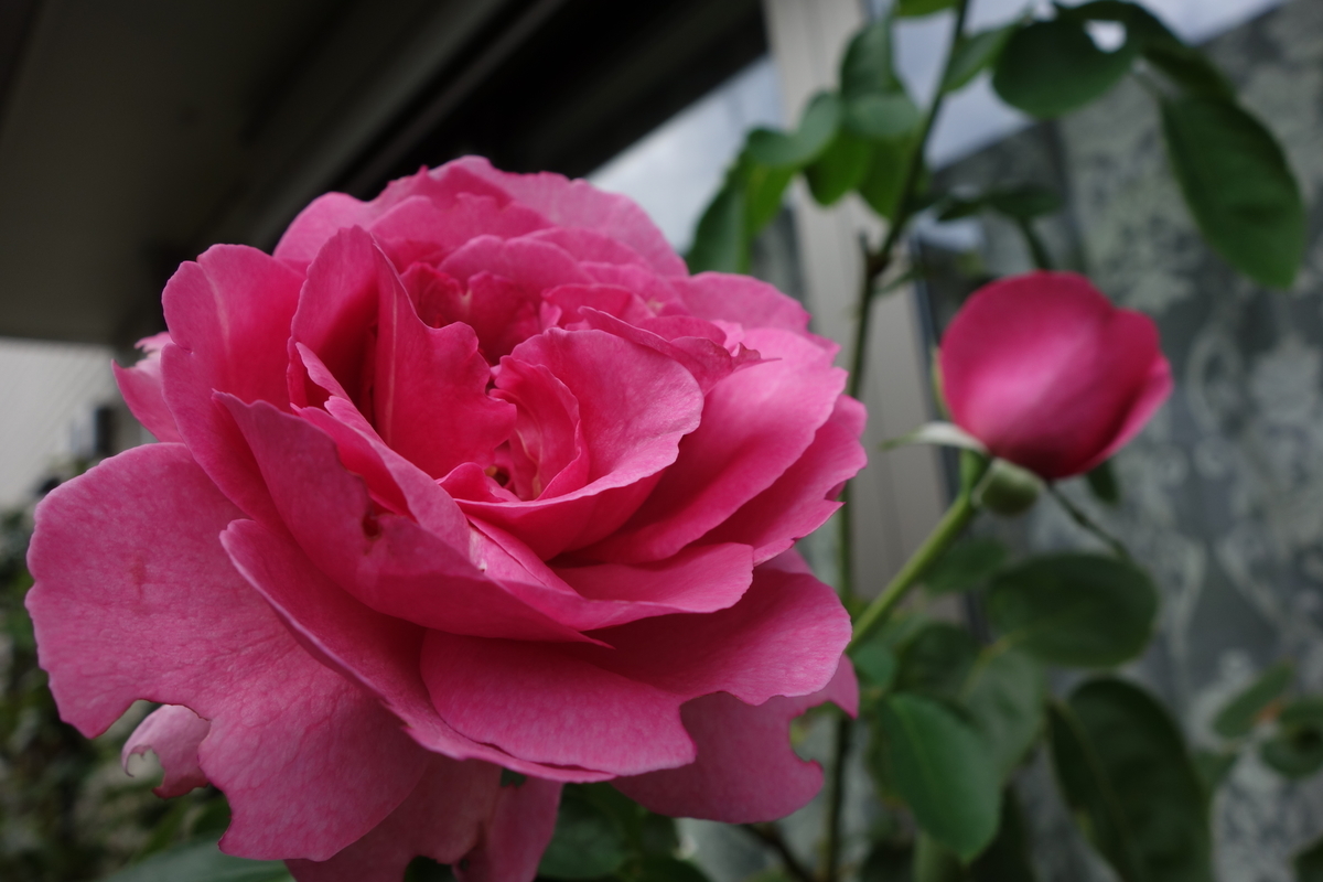 f:id:hebelian-rhapsody:20200918153806j:plain