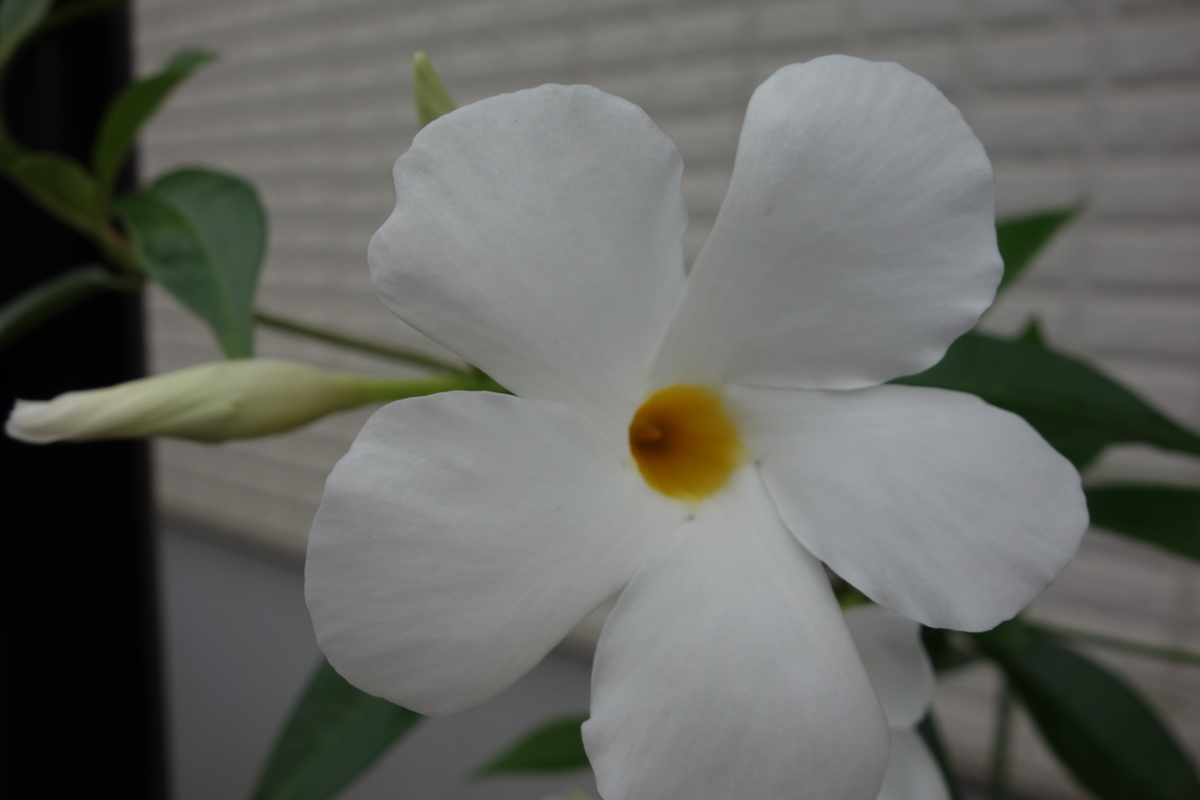 f:id:hebelian-rhapsody:20201014181353j:plain