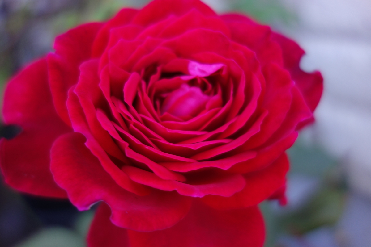 f:id:hebelian-rhapsody:20201022193402j:plain