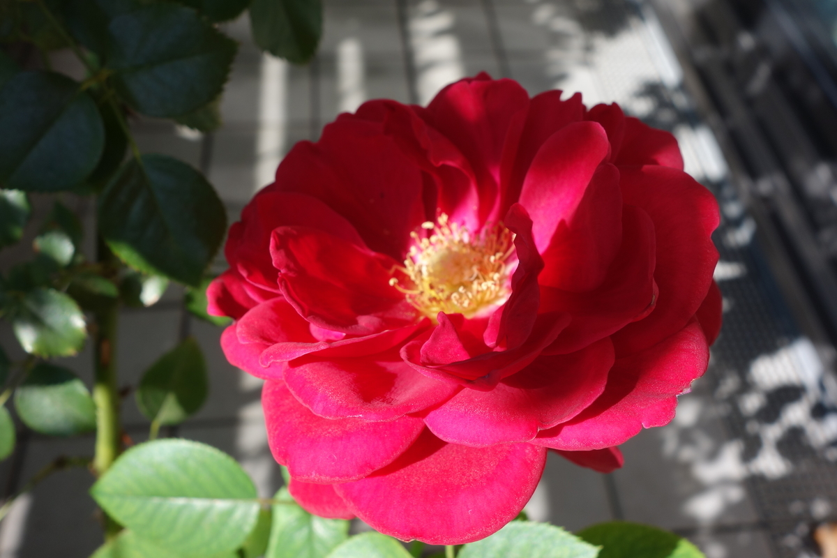 f:id:hebelian-rhapsody:20201027005147j:plain