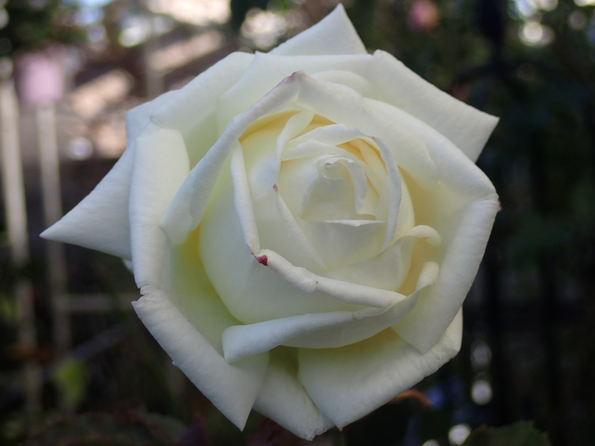f:id:hebelian-rhapsody:20201215220101j:plain