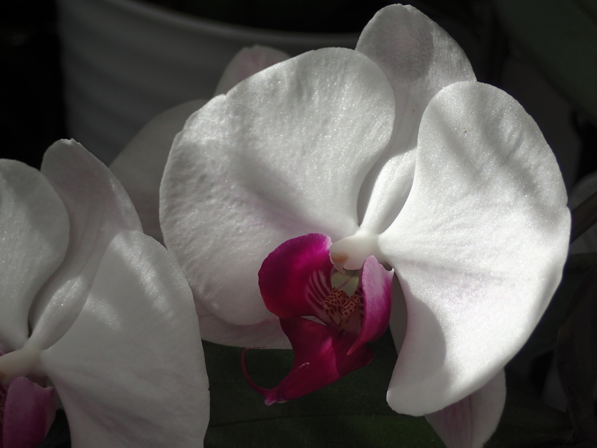 f:id:hebelian-rhapsody:20210201210254j:plain