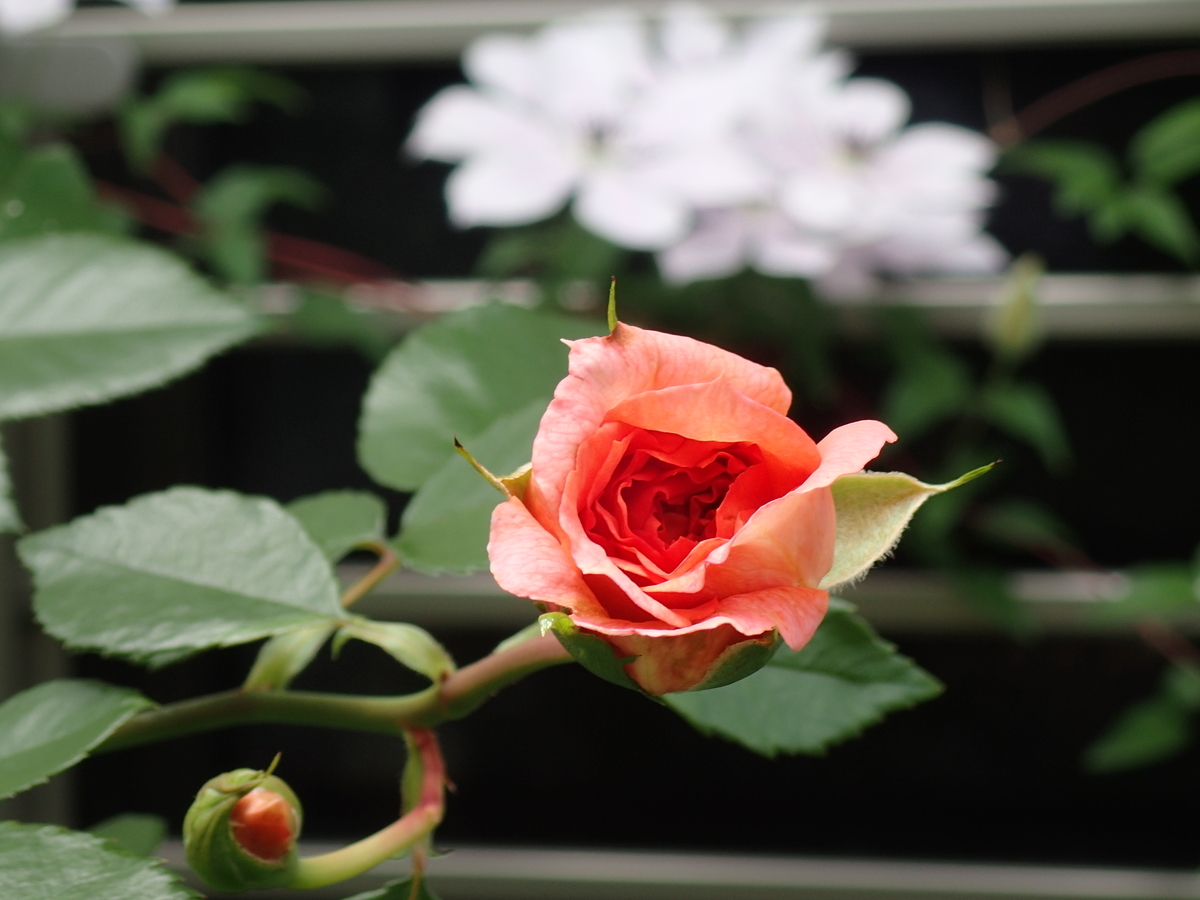 f:id:hebelian-rhapsody:20210711202145j:plain