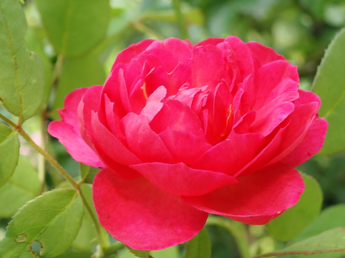 f:id:hebelian-rhapsody:20210718190824j:plain