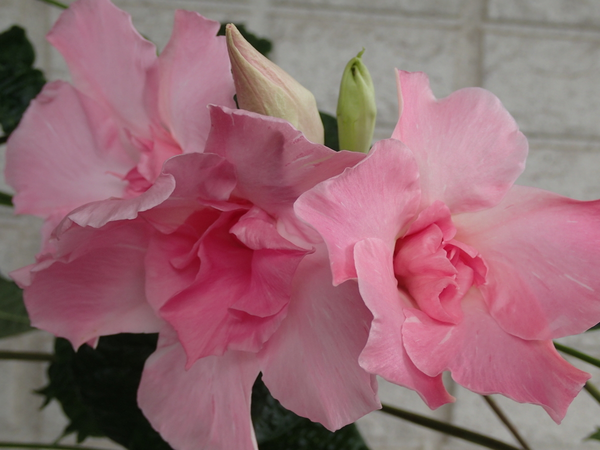 f:id:hebelian-rhapsody:20210720214232j:plain