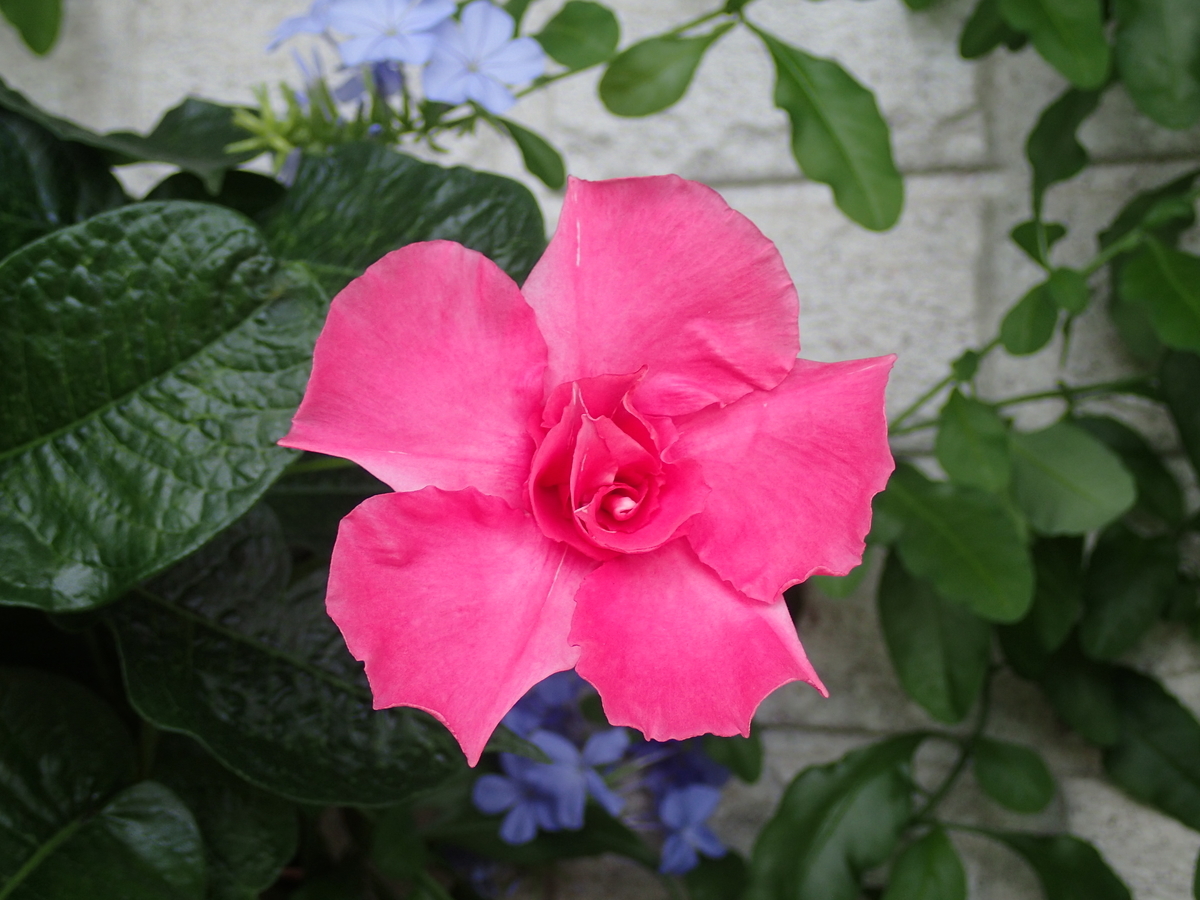 f:id:hebelian-rhapsody:20210720214417j:plain