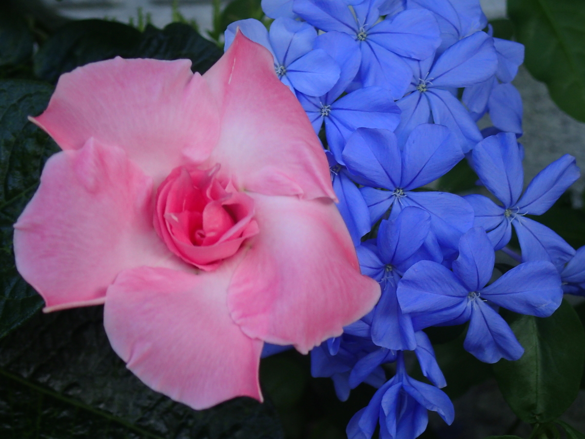 f:id:hebelian-rhapsody:20210720214703j:plain