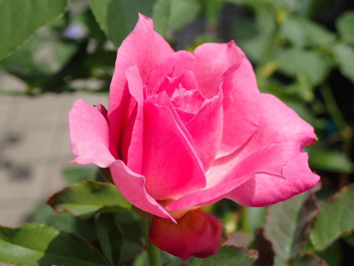 f:id:hebelian-rhapsody:20210915204530j:plain