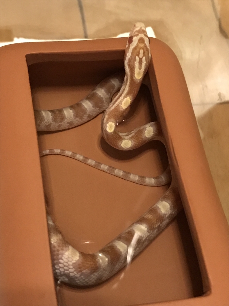 1週間たった琥珀 コーンスネーク の成長 蛇使いの日常 1週間たった琥珀 コーンスネーク の成長 蛇使いの日常