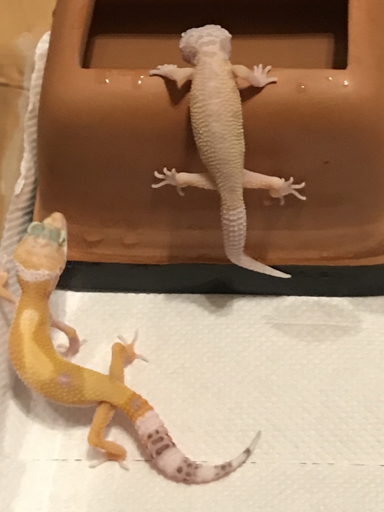 レプタイルズフィーバーに行ってきたので生体紹介とレオパの感想 蛇使いの日常 レプタイルズフィーバーに行ってきたので生体紹介とレオパの感想 蛇使いの日常